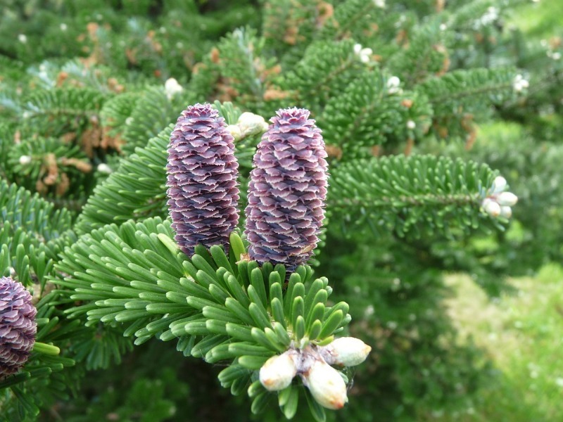Саженцы хвойных купить саженцы из питомника {2}